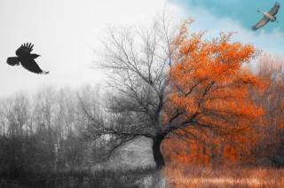 осінь, зима, контраст, фантазія