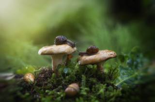 macro, mushrooms, grass, слизни