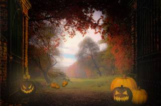 pumpkin, morning, fog, trees, glade, Halloween, photoshop
