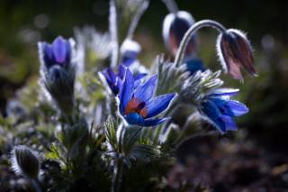 Sasanka, květiny, květina, modrá, jaro