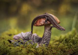 lizard, macro, mushroom