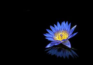 modrá, květina, lotos
