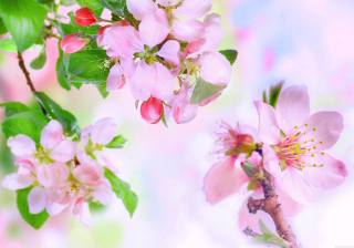 flowering, May, Apple