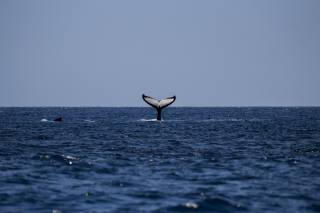 Keith, Humpback whale, the ocean, mammal