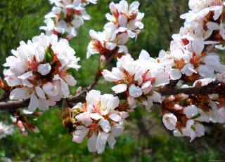 Апрель, абрикос, цветение, пчела