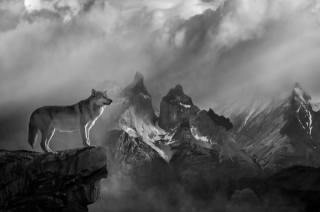 landscape, mountains, the sky, fog, wolf