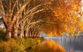 příroda, podzim, řeka, odraz, větvičky, stromy