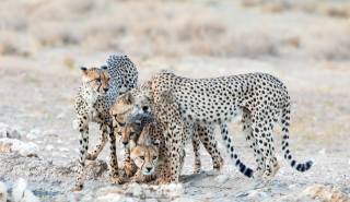 gepardi, divoká příroda, zvířata
