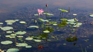 rybník, lotos, květiny, voda
