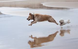 две, собаки, бегут, пляж, вода