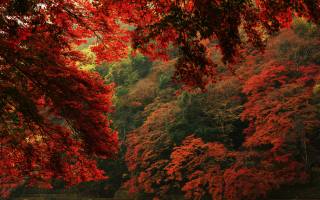 podzimní, krajina, příroda