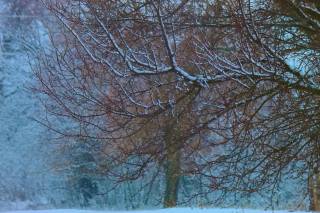 trees, branches, snow, winter