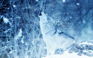 природа, зима, снег, Животное, волк, вой, лес