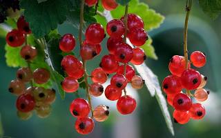 day, currant, ant, berries