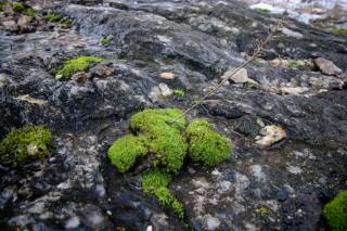 moss, plant, stone