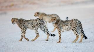 Africa, cheetahs