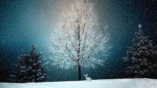 деревья, кролик, снег, елка, Новый год