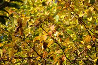 strom, listy, větvičky, podzim