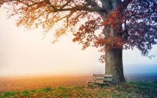 природа, дерево, лавка, парк, туман, листя, осінь