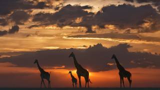 Afrika, západ slunce, žirafy