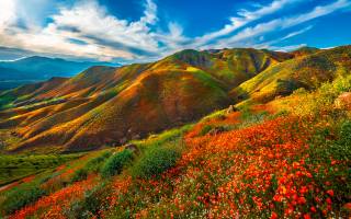 příroda, hory, krajina, jaro, květiny, tráva
