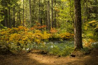 les, stromy, příroda, podzim