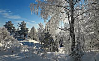 winter, forest, hills, trees, snow, frost