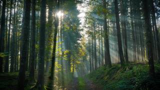 лес, деревья, туман, лучи света, природа