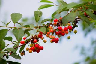 cherry, leaves, branches, fruits, summer