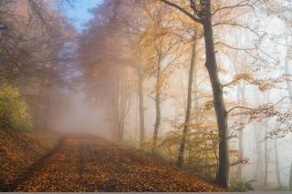 ліс, дорога, листя, туман