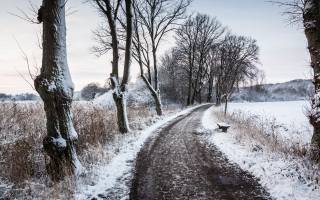 trees, snow, road, bench