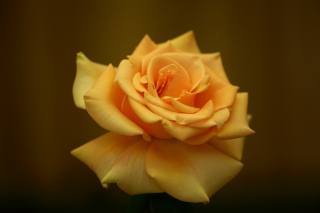 жовта, роза, боке, Shawn Yang