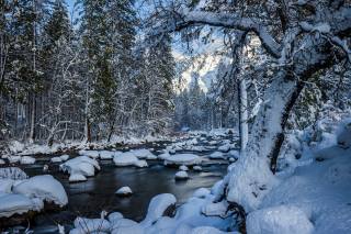 Shawn Yang, сніг, дерева, Йосемитский национальный парк, Река Мерсед