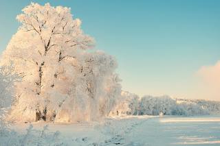 krajina, den, sníh, stromy, jinovatka