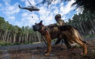 Еврокоптер, многоцелевой вертолет, infantry support dogs, NH90, multi-role military helicopter
