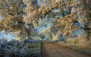 trees, frost, road
