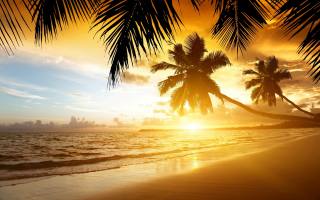 nature, beautiful, sunset, palm trees, shore, sea, tropics, the beach