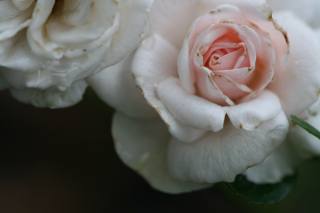 macro, beautiful, rose