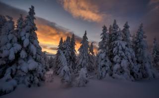 Сергей Межин, sníh, nebe, mraky, jedli, stromy