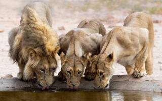 Africa, lions, the watering hole