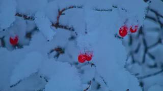 ягоды, снег, зима