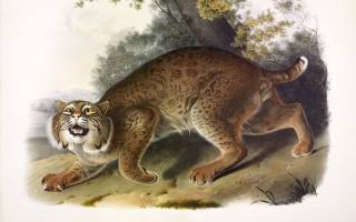 Common American Wild Cat, красная рысь, Lynx Rufus, North America, John James Audubon, Джон Джеймс Одюбон