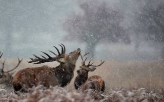 field, snow, Deer