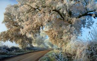 trees, frost, road