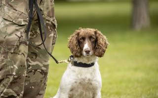 Royal Army Veterinary Corps, Military Working Dog, British Army, служебная собака, Британская Армия