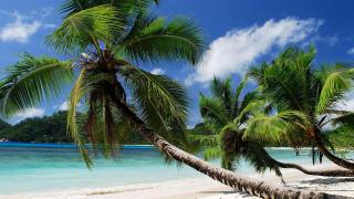 tropics, palm trees, the beach, the ocean