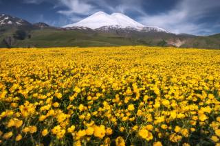 лето, поле, цветы, гора, эльбрус, фото, Михаил Туркеев