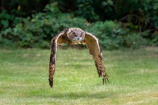 owl, Owl, flight