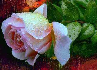 růže, kapky, déšť
