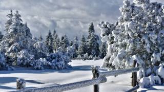 zima, plot, sníh, smrk, příroda